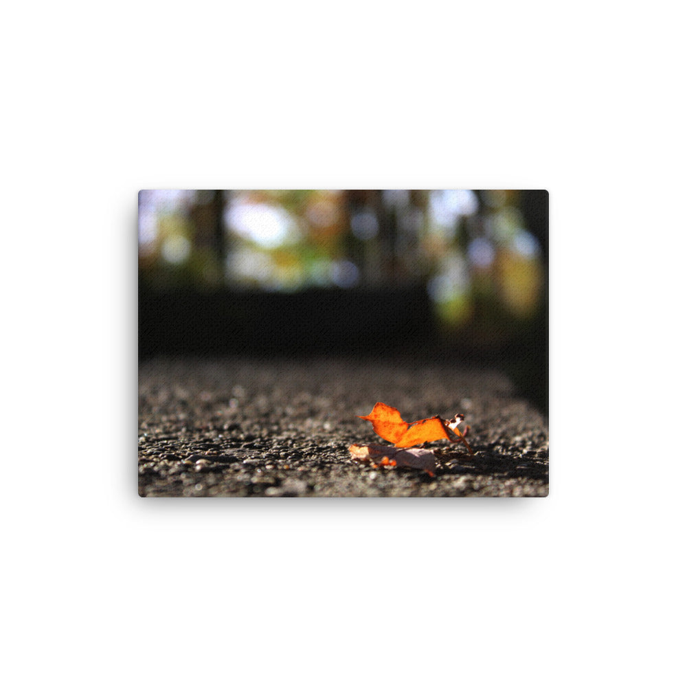 Lone Leaf In Fall