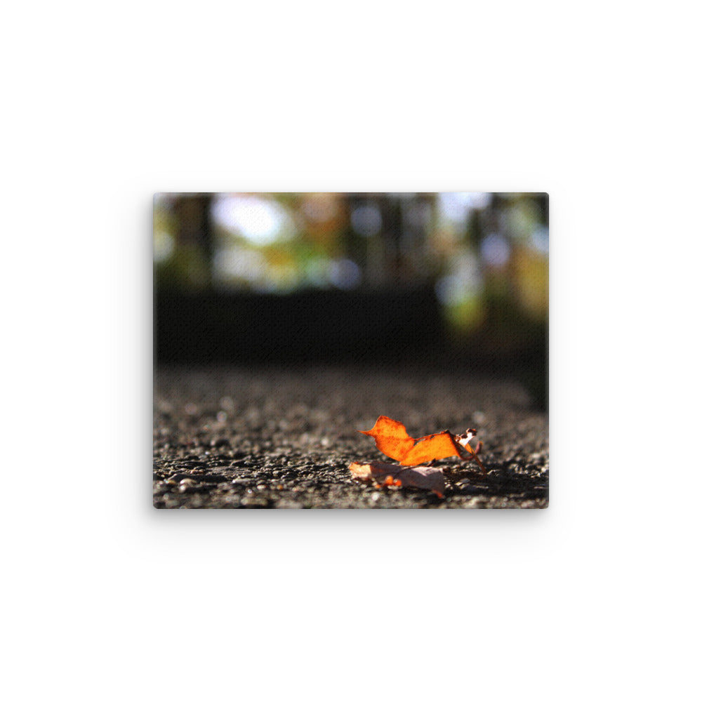 Lone Leaf In Fall