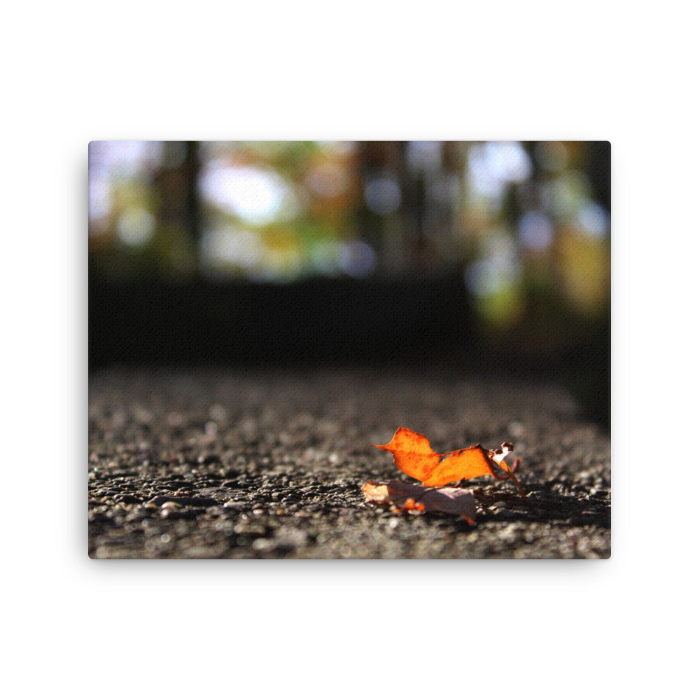 Lone Leaf In Fall