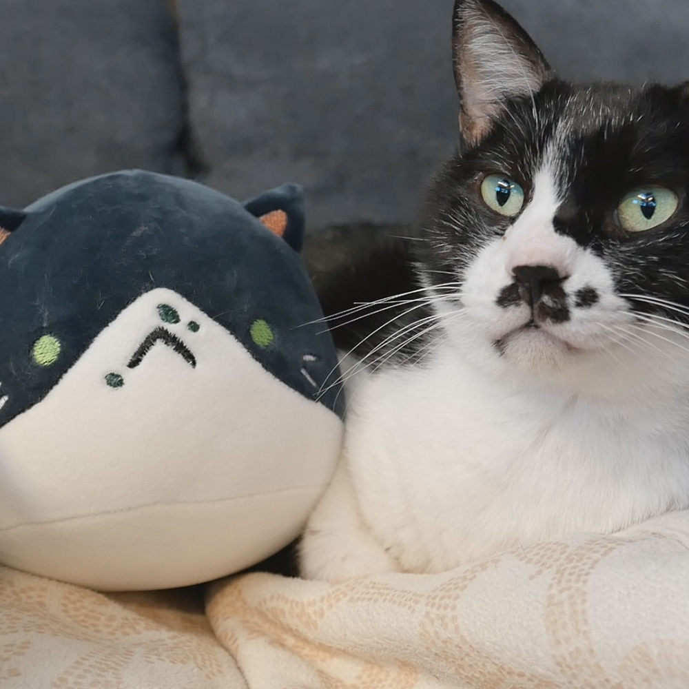 Cat Plushie Set (pre-sale)