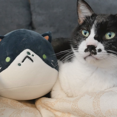 Cat Plushie Set (pre-sale)