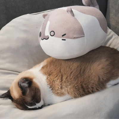 Cat Plushie Set (pre-sale)