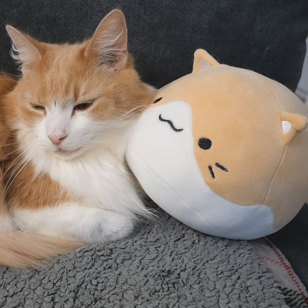 Cat Plushie Set (pre-sale)